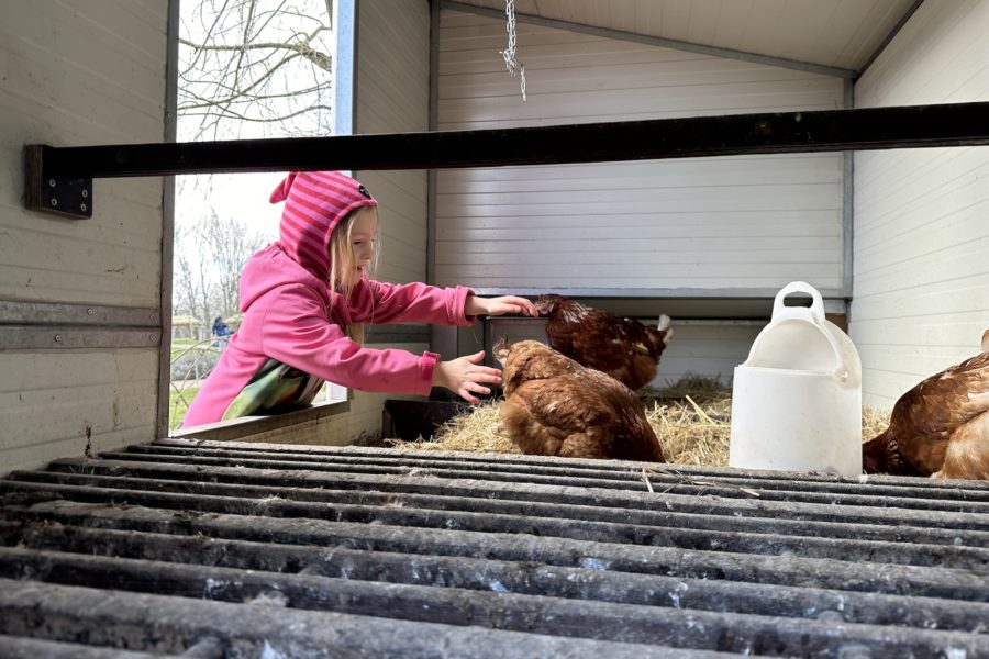 Von und mit Hühnern lernen: „Hühnermobil“ macht  Station in der Wunstorfer Lebenshilfe-Kita
