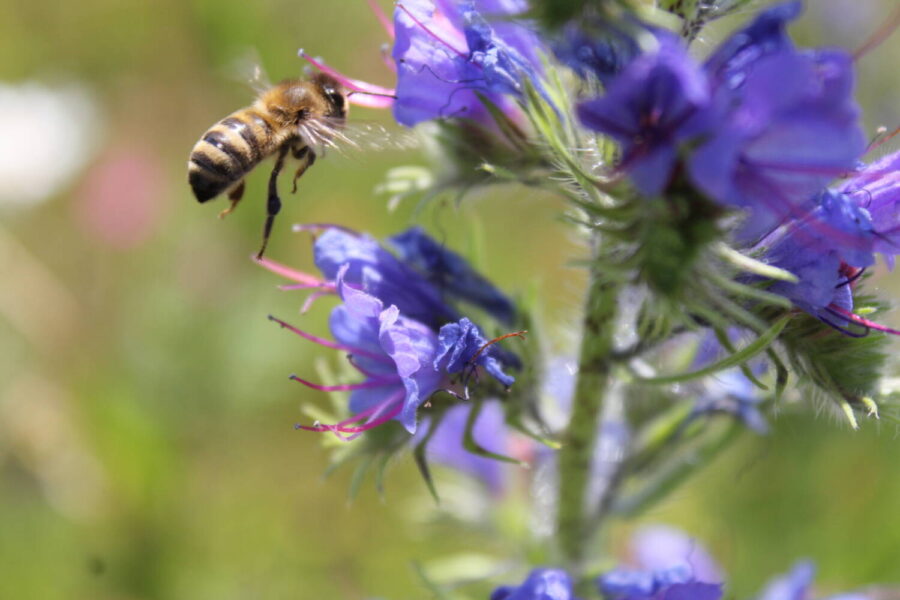 Landesgartenschau in Bad Nenndorf: Gärtnerei LebensGrün präsentiert „Lebensraum Staudenwiese“