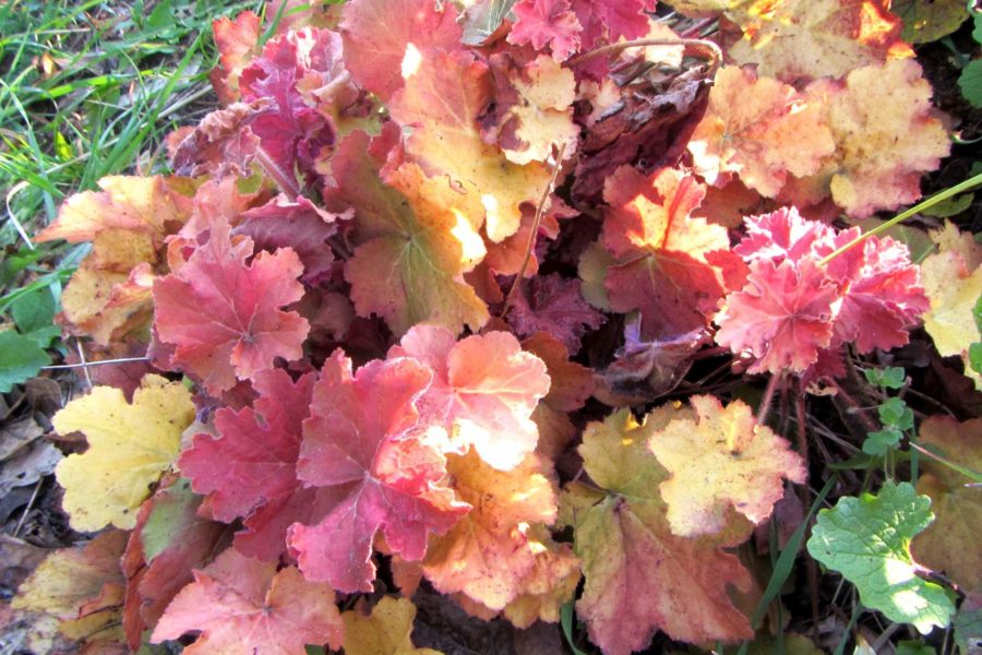 Trendpflanze Heuchera-Hybriden