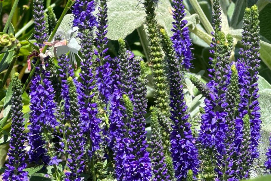 Landesgartenschau in Bad Nenndorf: Gärtnerei LebensGrün präsentiert „Lebensraum Staudenwiese“